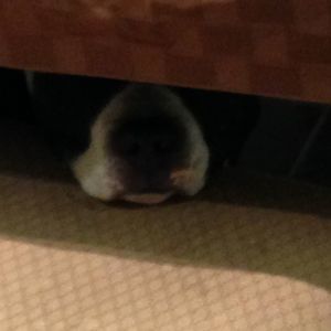 Meet your Posher, Linda